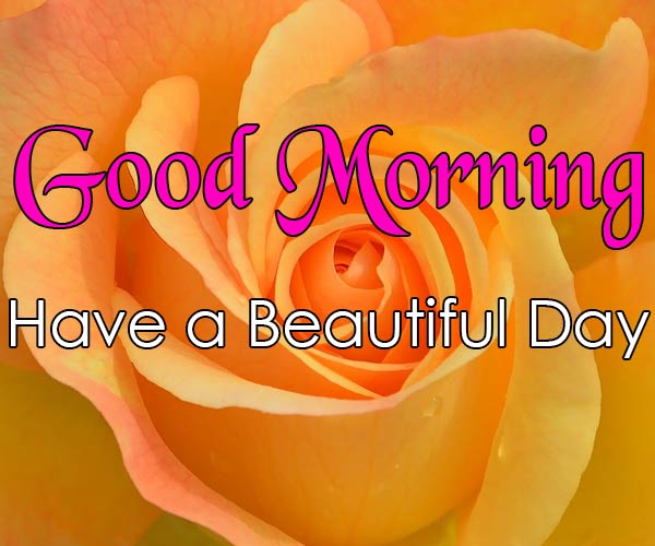 Good Morning flowers